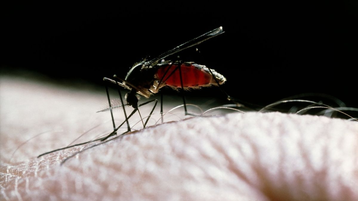 Komáři si hledají oběti také záložními detektory